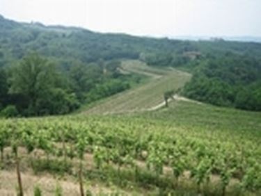 Vigneti del Ribolla