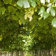 Trebbiano di Soave