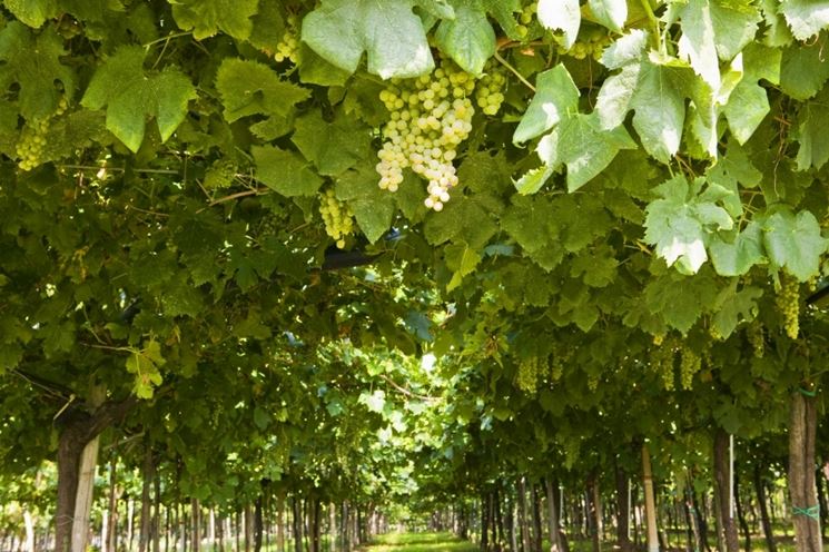 Trebbiano di Soave