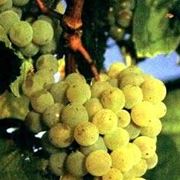 trebbiano giallo