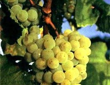 trebbiano giallo