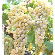 Trebbiano Romagnolo