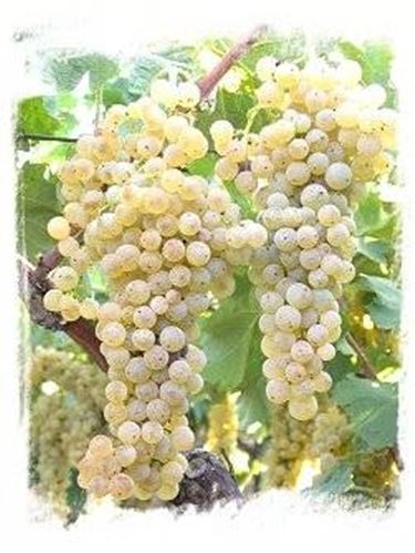 Trebbiano Romagnolo