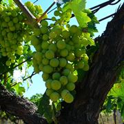 Trebbiano Verde