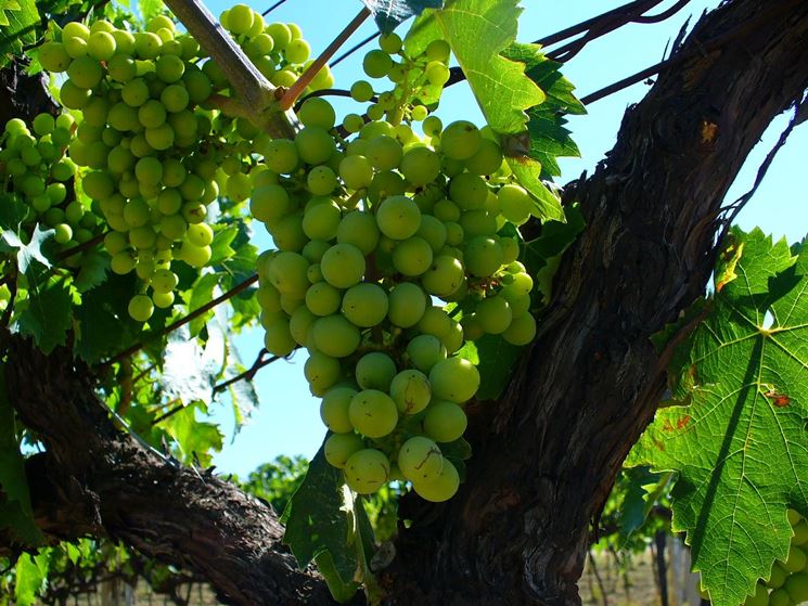 Trebbiano Verde