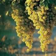 Verdicchio