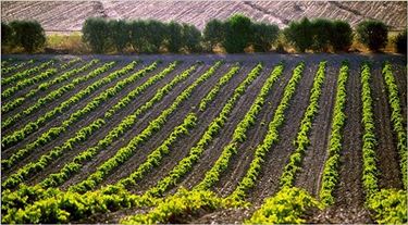 vigneti in sardegna