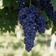 Barbera del Sannio