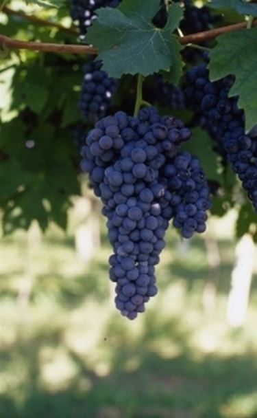 Barbera del Sannio