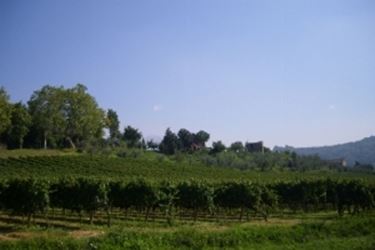 Vigneti del Cesanese