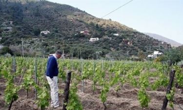 Vigneti a Lipari