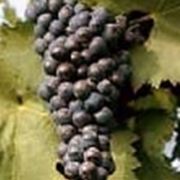 Malvasia Nera di Lecce