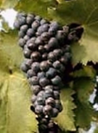 Malvasia Nera di Lecce