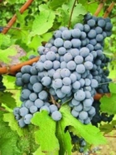 Nebbiolo