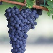 Refosco dal Peduncolo Rosso