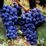 Sangiovese