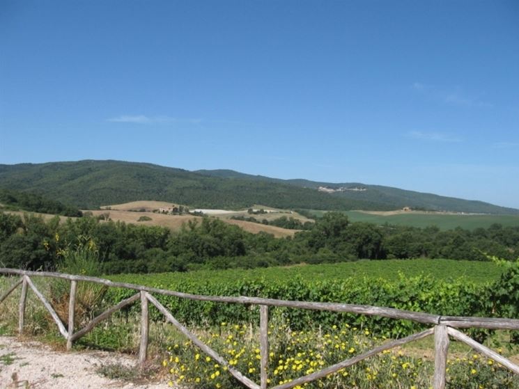 Vigneti di Sangiovese in Toscana