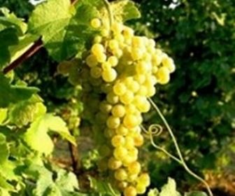 Vino bianco marche