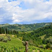 l'area vinicola