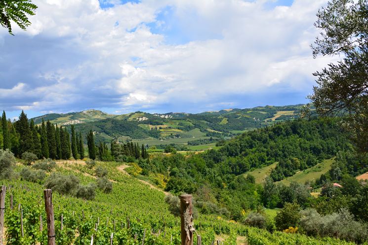 l'area vinicola