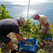 vigneti ad ischia