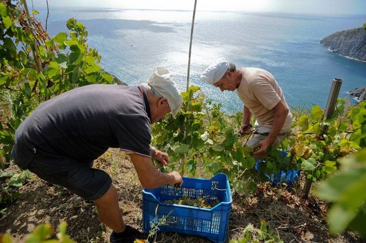 vigneti ad ischia