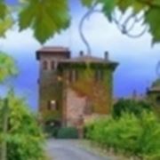 I vigneti sui Colli Piacentini