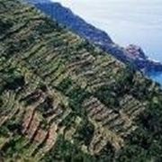 Gli spettacolari terrazzamenti delle Cinque Terre