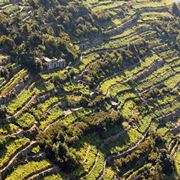 vino bianco ligure