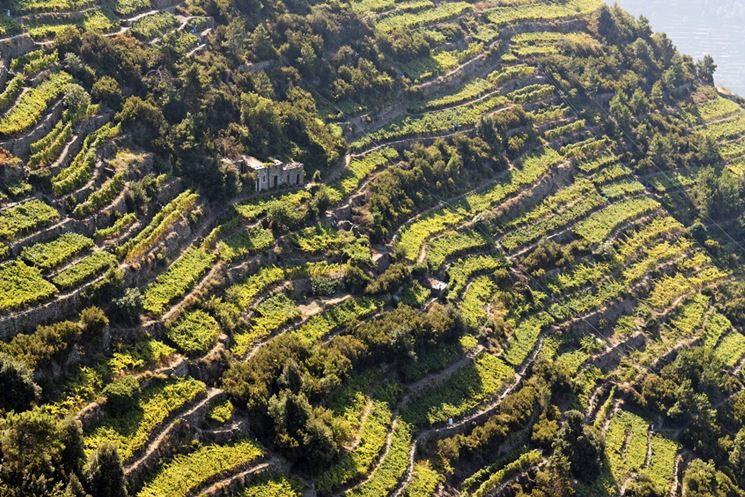 Il Vermentino ligure