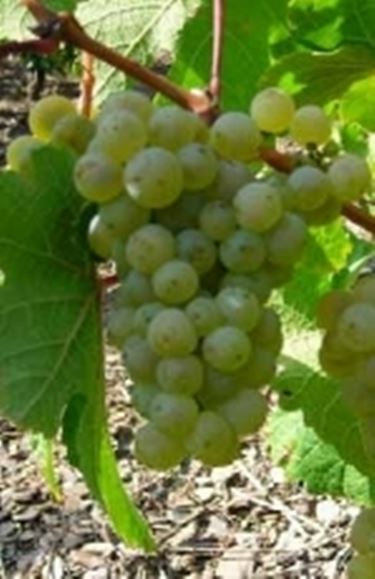 Un grappolo di Riesling