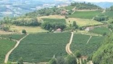 Le colline di Loazzolo