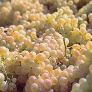 trebbiano