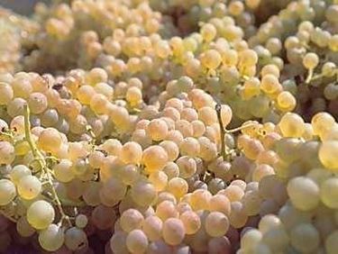 trebbiano