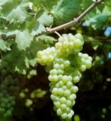 Un grappolo di Vermentino