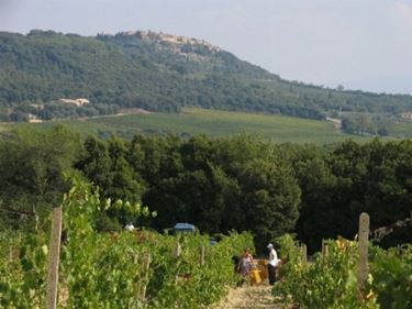 Il panorama dai vigneti di Montalcino