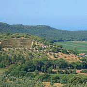 I vigneti della Val di Cornia