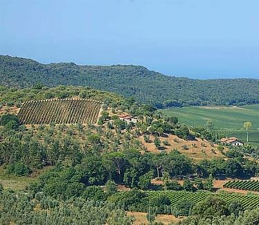 I vigneti della Val di Cornia