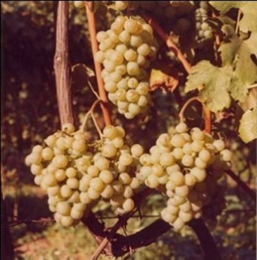 Un grappolo di Vernaccia di San Gimignano