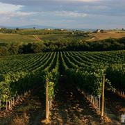 I vigneti di Montepulciano