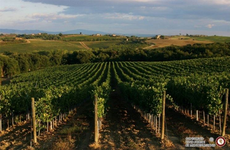 I vigneti di Montepulciano