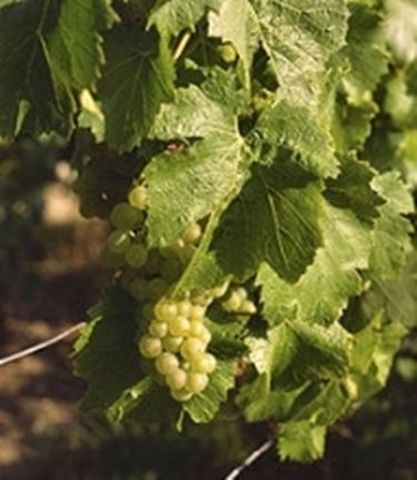 Un grappolo di Chardonnay