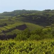 Le colline di Gambellara