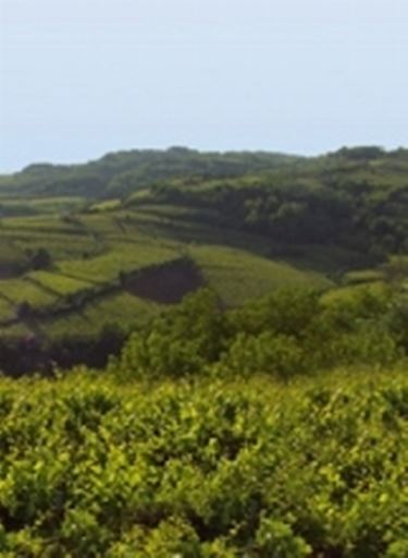 Le colline di Gambellara