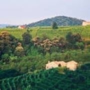 Le terre del Prosecco