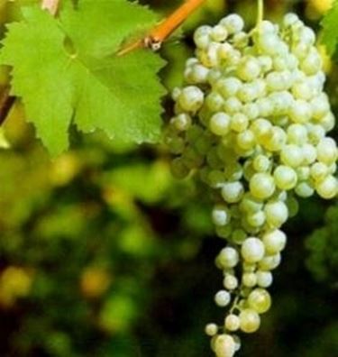 Un grappolo di Glera (Prosecco)