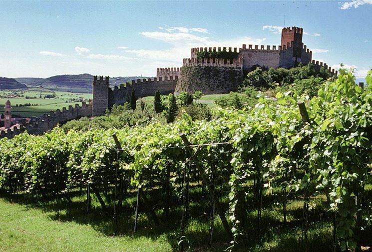 Vigneti della Valpolicella