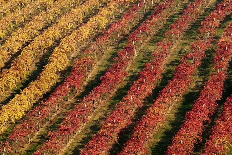 Vigneti di Lambrusco in Emilia