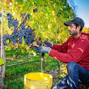 La vendemmia dell'uva in autunno