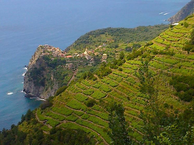 Vigneti in provincia di La Spezia